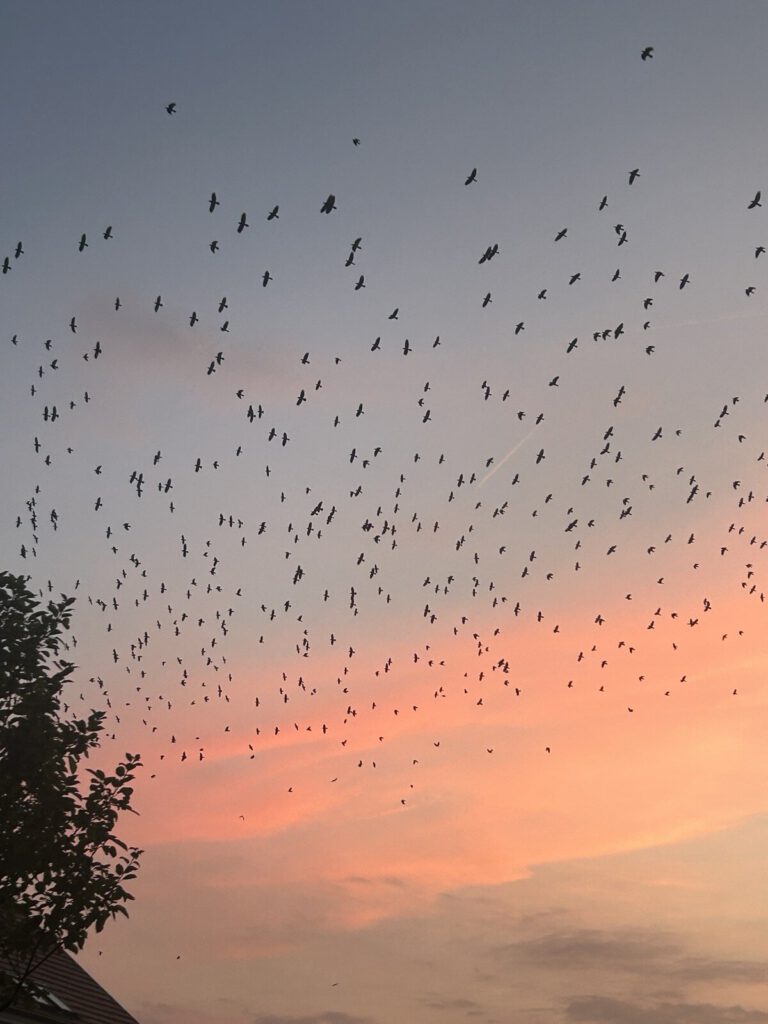 Vogelschwarm am rosafarbenen Abendhimmel über Groß Haßlow